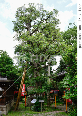 Isasuna Shrine - Mokkoku (Japanese zelkova) Isasuna Shrine - Mokkoku (Japanese zelkova) 130721582