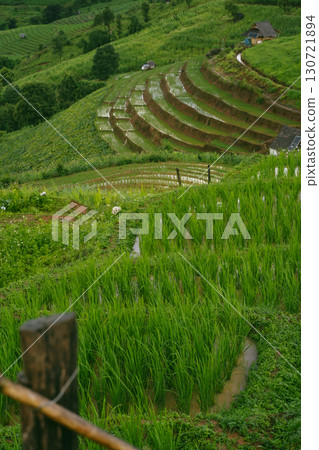 ecology travel with camping outdoor relax in rice field at chiangmai thailand in raining season ecology travel with camping outdoor relax in rice field at chiangmai thailand in raining season 130721894
