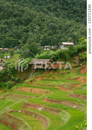 ecology travel with camping outdoor relax in rice field at chiangmai thailand in raining season 130721896