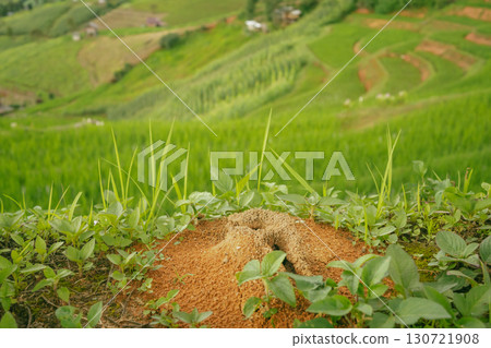 ecology travel with camping outdoor relax in rice field at chiangmai thailand in raining season 130721908