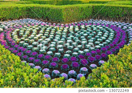 Italian mountain garden with many chrysanthemums planted 130722249