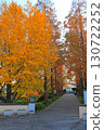 A corridor in the Italian mountain garden, overshadowed by golden trees 130722252