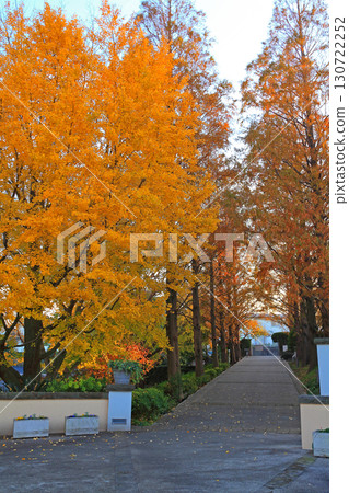 A corridor in the Italian mountain garden, overshadowed by golden trees 130722252