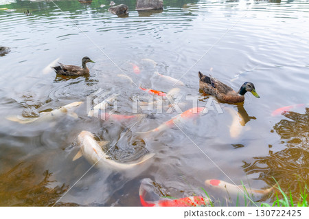 Carp and ducks swimming around 130722425