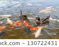 鯉魚在鴨子周圍遊動 130722431