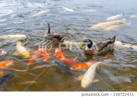 Carp swimming around a duck Carp swimming around a duck 130722431