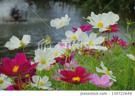 Cosmos reflected on the surface of the water 130722649