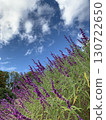 Purple flowers that stand out against the blue sky 130722650