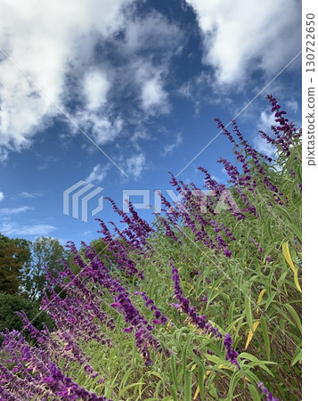 Purple flowers that stand out against the blue sky 130722650