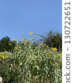 orange flowers against the blue sky 130722651