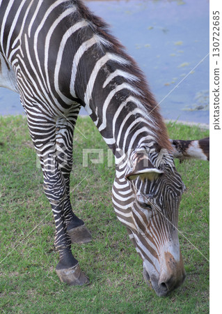 A zebra wearing specially made stockings 130722685