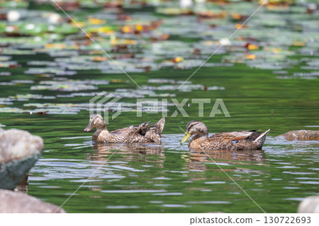 Two ducks swimming in a pond 130722693