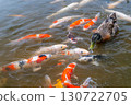 鴨子和鯉魚說話 130722705