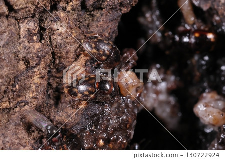 六月下旬，各種生物、昆蟲、黃斑蚱蜢。它們聚集在一棵鋸齒橡樹的樹液周圍。 130722924