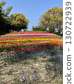 A park full of colorful tulips 130722939