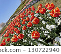 Red tulip 130722940