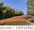 A park full of colorful tulips 130722942