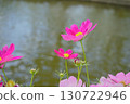 Pink cosmos flowers reflected on the water surface 130722946