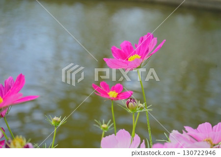 粉紅波斯菊花映照在水面上 130722946