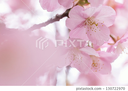 Cherry blossoms illuminated by spring sunlight 130722970
