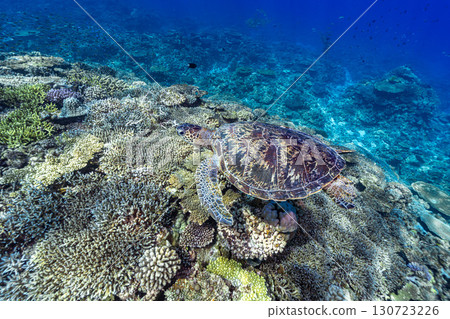 海龜優雅地游泳 130723226