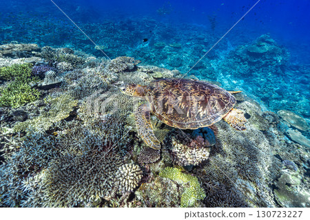 海龜優雅地游泳 130723227