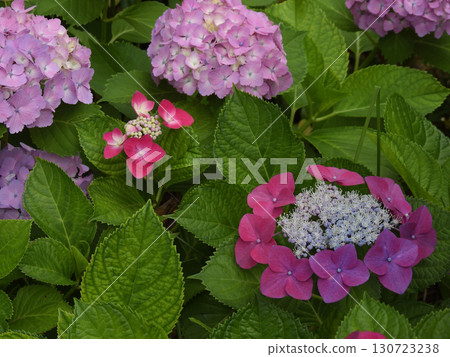 Rokusonno Shrine Hydrangeas 130723238