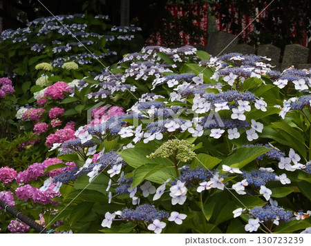 Rokusonno Shrine Hydrangeas Rokusonno Shrine Hydrangeas 130723239