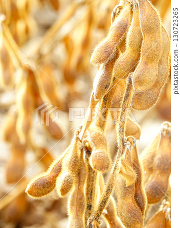 秋季北海道大豆田裡的大豆，準備收割 130723265