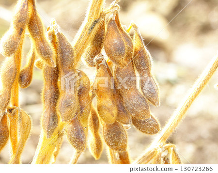 秋季北海道大豆田裡的大豆，準備收割 130723266