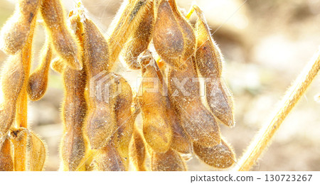 秋季北海道大豆田裡的大豆，準備收割 130723267