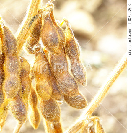 秋季北海道大豆田裡的大豆，準備收割 130723268