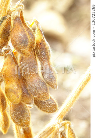 秋季北海道大豆田裡的大豆，準備收割 130723269