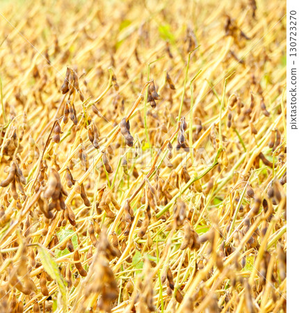 秋季北海道大豆田裡的大豆，準備收割 130723270