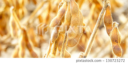 Soybeans in a Hokkaido soybean field in autumn, ready for harvest 130723272
