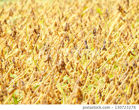 Soybeans in a Hokkaido soybean field in autumn, ready for harvest 130723278