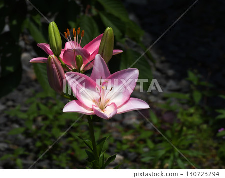 六孫神社百合 130723294