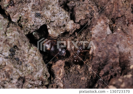 Living creatures, insects, yellow-spotted grasshoppers, with rounded, ball-like antennae at the tips and sturdy mandibles Living creatures, insects, yellow-spotted grasshoppers, with rounded, ball-like antennae at the tips and sturdy mandibles 130723370