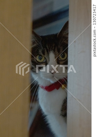 Cat peeking through the gap in the door Cat peeking through the gap in the door 130723417