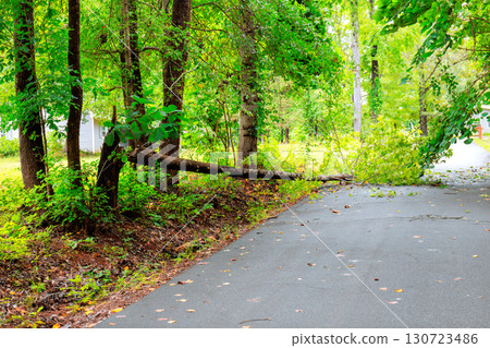 Large tree limb lies across quiet road surrounded by lush greenery in peaceful natural environment. 130723486