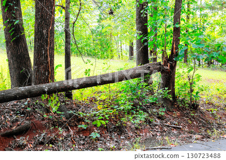 Large fallen tree rests against ground in vibrant forest setting, surrounded by greenery. 130723488