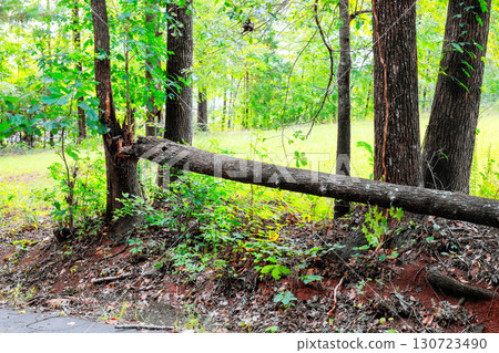 Fallen tree lies against standing trunk in lush forest, surrounded by vibrant greenery sunlight. 130723490