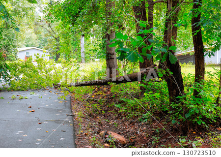 Large tree lies across road, obstructing traffic in quiet residential area after summer storm. 130723510
