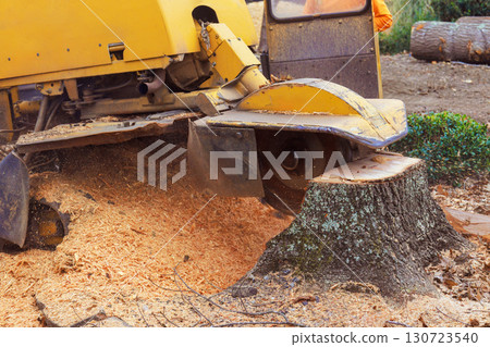 Tree stump grinding machine operates outdoors, creating cloud of sawdust while removing tree stump Tree stump grinding machine operates outdoors, creating cloud of sawdust while removing tree stump 130723540