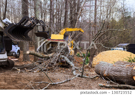 Workers are cutting down trees using chipper to process branches in wooded area during work day 130723552