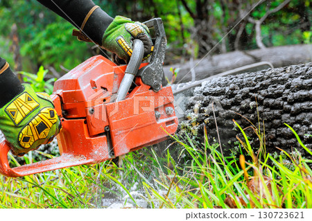Man uses chainsaw to cut log while surrounded by lush greenery trees, forestry work in progress. Man uses chainsaw to cut log while surrounded by lush greenery trees, forestry work in progress. 130723621