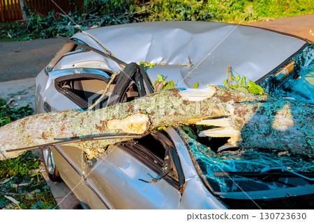 Large tree has fallen on parked car after storm, leaving significant damage to vehicle surrounding area. 130723630