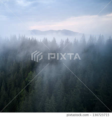 Dense forest blanketed in thick mist, with towering evergreen trees partially obscured by fog. 130723715