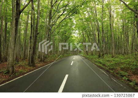 穿過白神山地的道路兩旁的山毛櫸森林 130723867