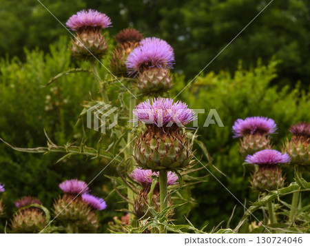 artichoke artichoke 130724046